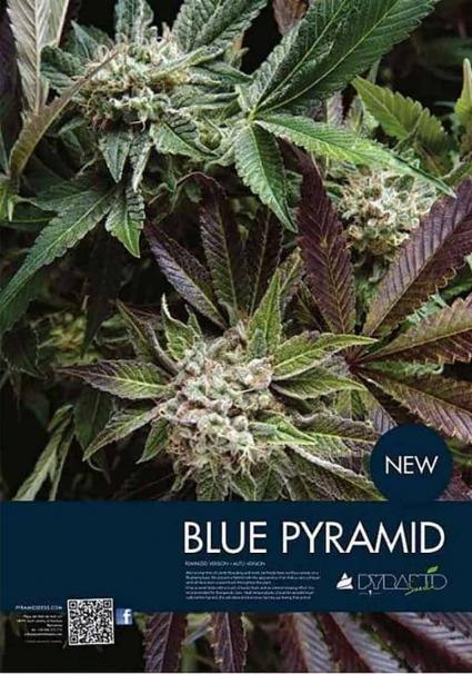 AUTO BLUE PYRAMID