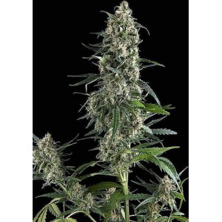 AUTO AMNESIA GOLD