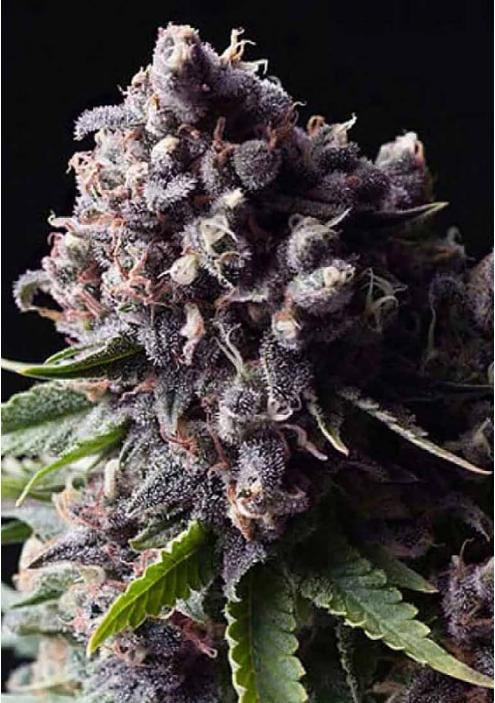 Semillas autoflorecientes feminizadas Deep Purple CBD - CBWEED