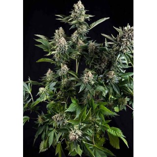 AUTO WHITE WIDOW