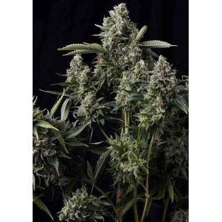 AUTO TUTANKHAMON