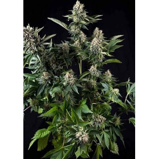 WHITE WIDOW