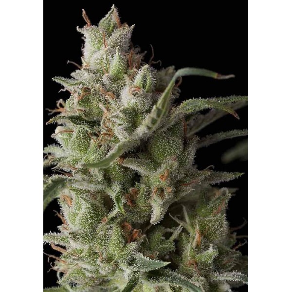 SUPER OG KUSH