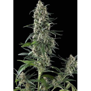 AMNESIA GOLD