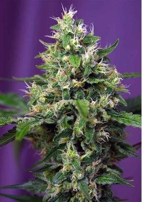 SWEET AMNESIA HAZE XL