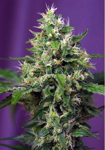 SWEET AMNESIA HAZE XL