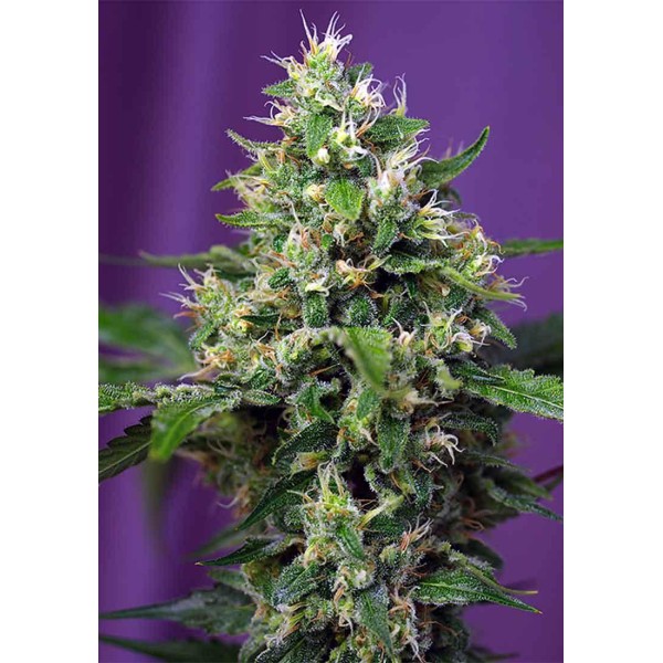 SWEET AMNESIA HAZE XL