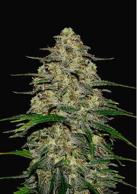 WEDDING CHEESECAKE AUTO