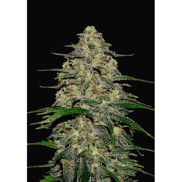 WEDDING CHEESECAKE AUTO