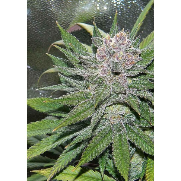 BLUEBERRY CHEESECAKE