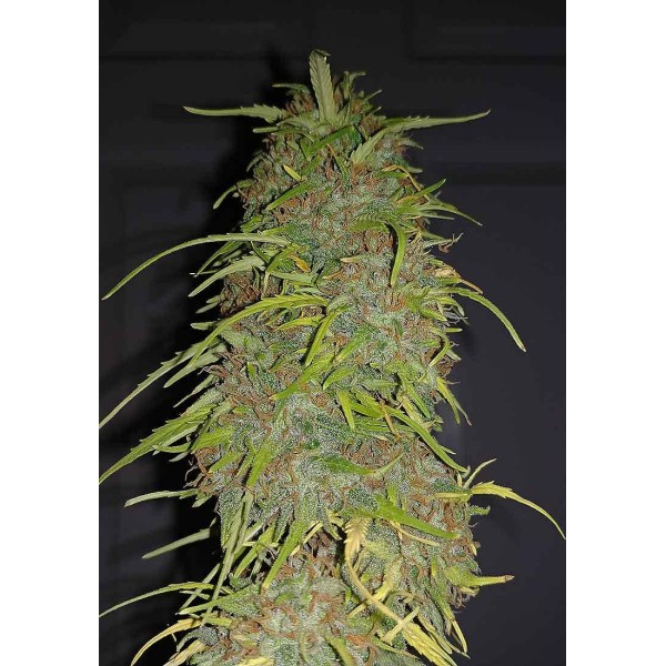 AUTO SPEED BUD
