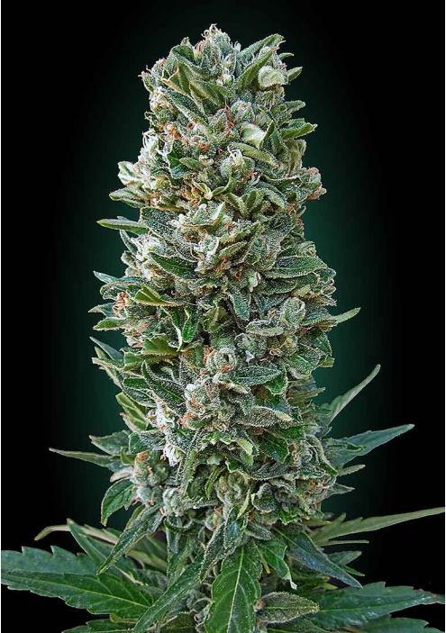 AUTO HEAVY BUD