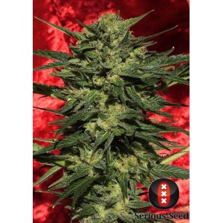 AUTO WHITE RUSSIAN