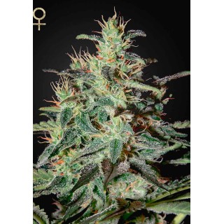 WHITE LEMON