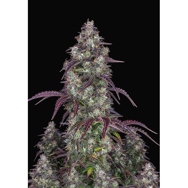 Lemon Pie Auto | Sementes de canábis Autoflorescentes