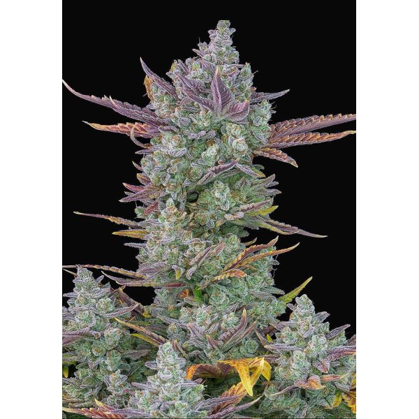 GORILLA COOKIES AUTO