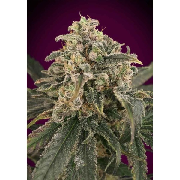 Auto Amnesia XXL Feminizada | Sementes Humboldt Seeds