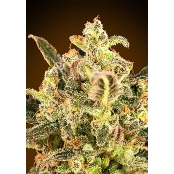 Auto Biodiesel Mass XXL Feminizada | Sementes Advanced Seeds