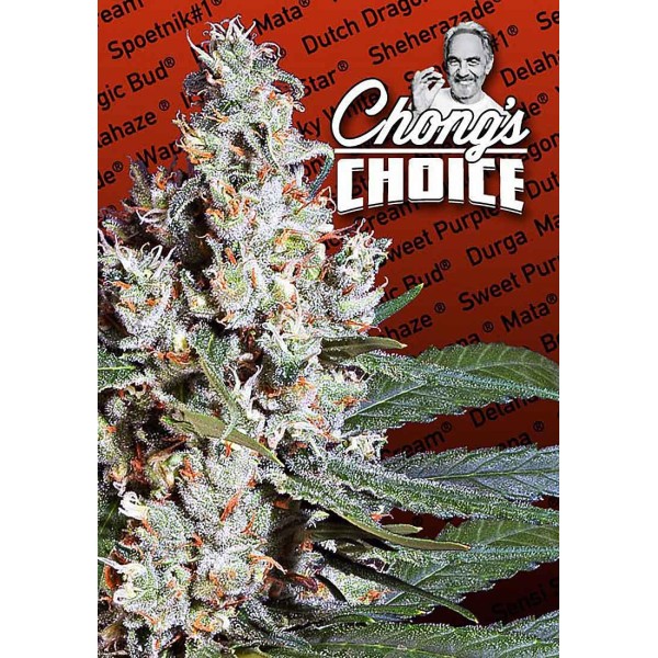 LA Amnesia | Feminized Marijuana Seeds