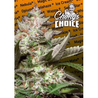 Auto Kong 4 de Paradise Seeds | Semillas de marihuana Feminizada autoflorecientes