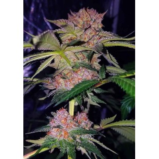 Mimosa Champagne Feminizada | Sementes Female Seeds