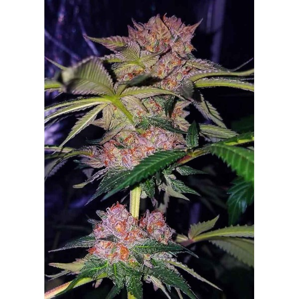 Mimosa Champagne Feminized | Female Seeds