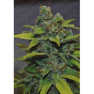 Banana Zkittlez Feminizada | Semillas Medical Seeds