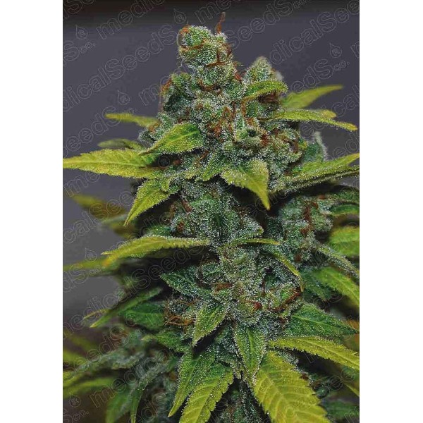 Banana Zkittlez Feminizada | Sementes Medical Seeds