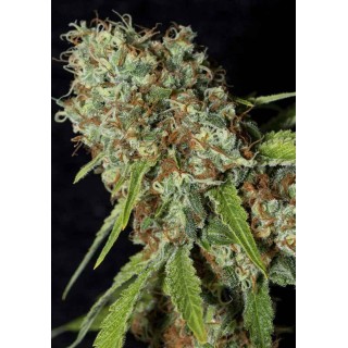 JAMAICAN DREAM CBD