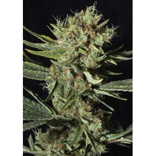 ONLY CBD