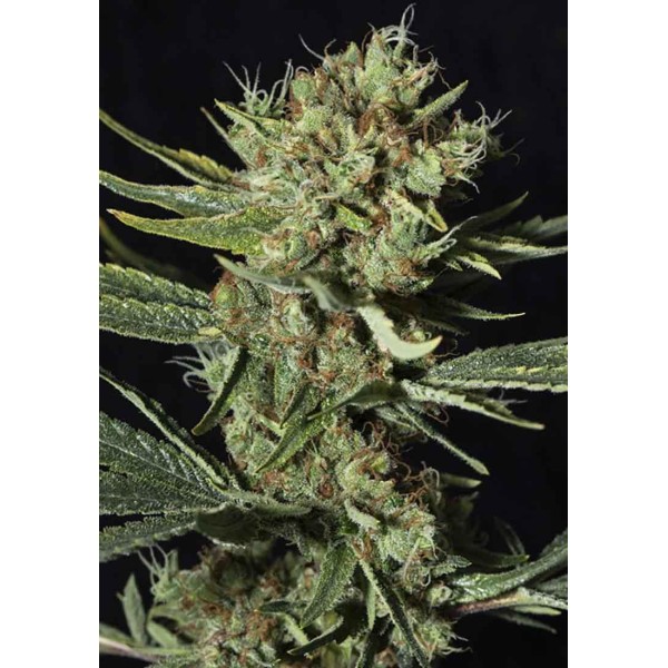 Only CBD de Eva Seeds | Semillas CBD