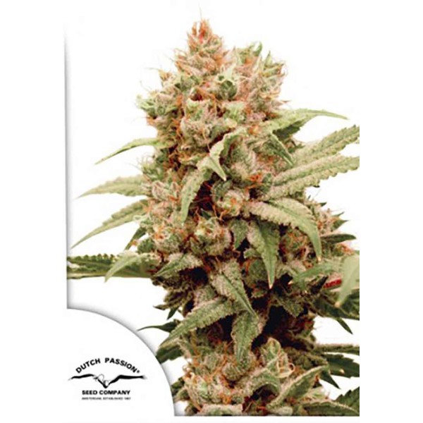 CBG-Force da Dutch Passion | Sementes CBG