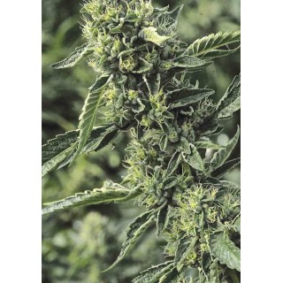 OG kush Feminizada | Sementes Humboldt Seeds