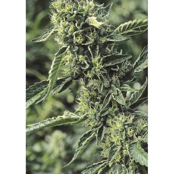 OG kush Feminizada | Sementes Humboldt Seeds