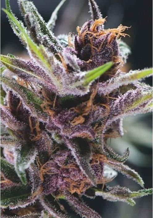 BLACK CHERRY PUNCH