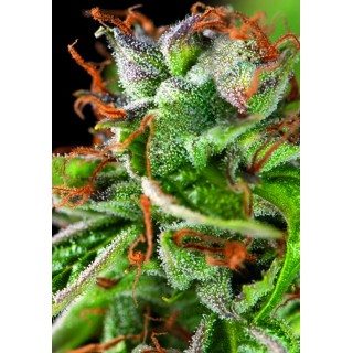 DOUBLE OG HAZE
