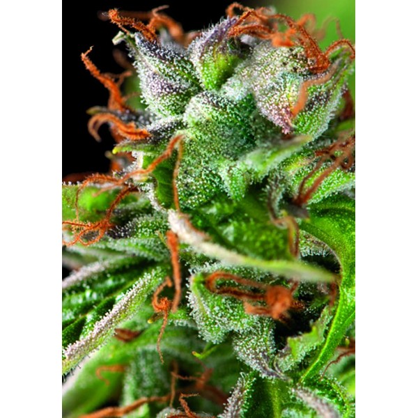 DOUBLE OG HAZE