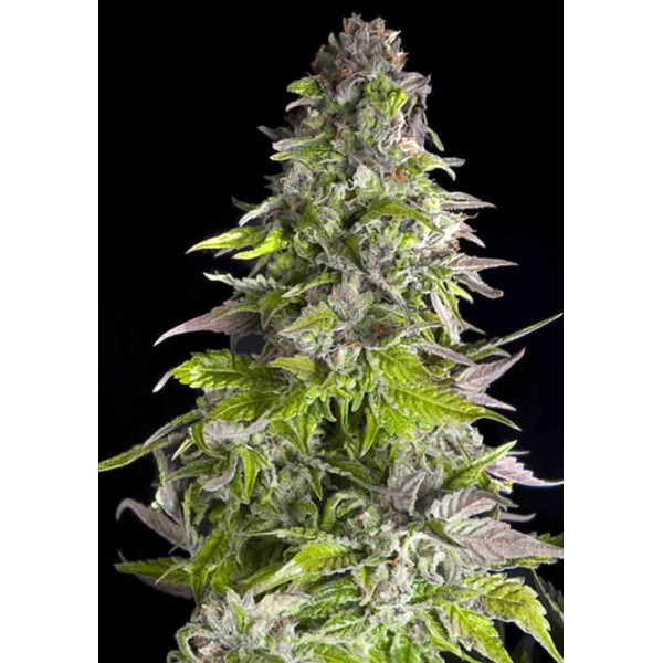 ROMULAN