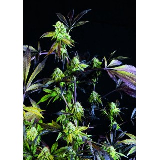 SUNSET SHERBET