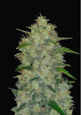 ORIGINAL AUTO CHEMDAWG