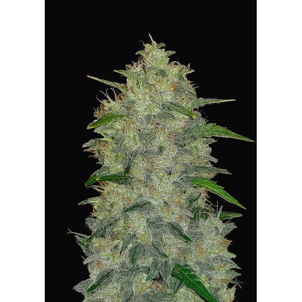 ORIGINAL AUTO CHEMDAWG