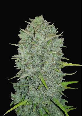 NORTHERN LIGHTS AUTO