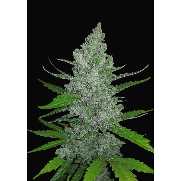 ORIGINAL AUTO SOUR DIESEL