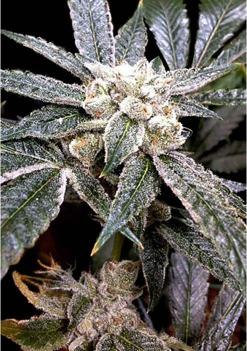 FEMINIZED EL FUEGO