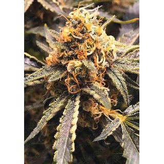 Recovery CBD by Medical Seeds | Feminized Seeds