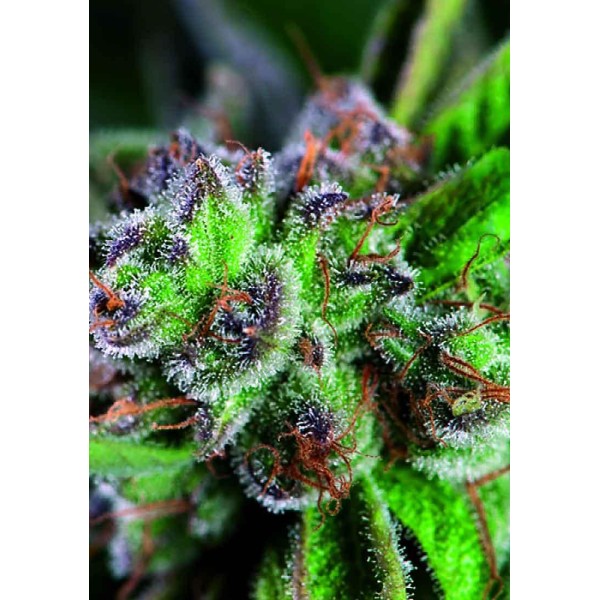 WATERMELON ZKITTLEZ