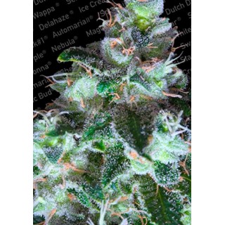 ORIGINAL WHITE WIDOW