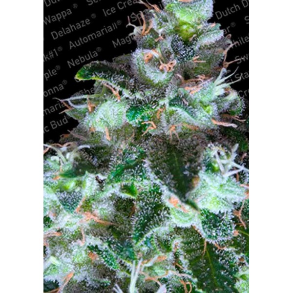 ORIGINAL WHITE WIDOW