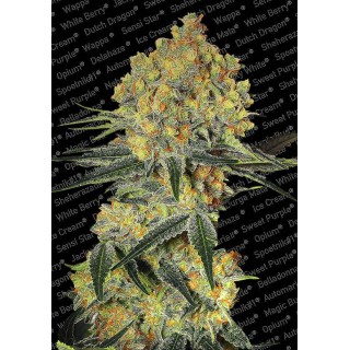 Auto Wappa da Greenhouse Seeds | Sementes Feminizadas