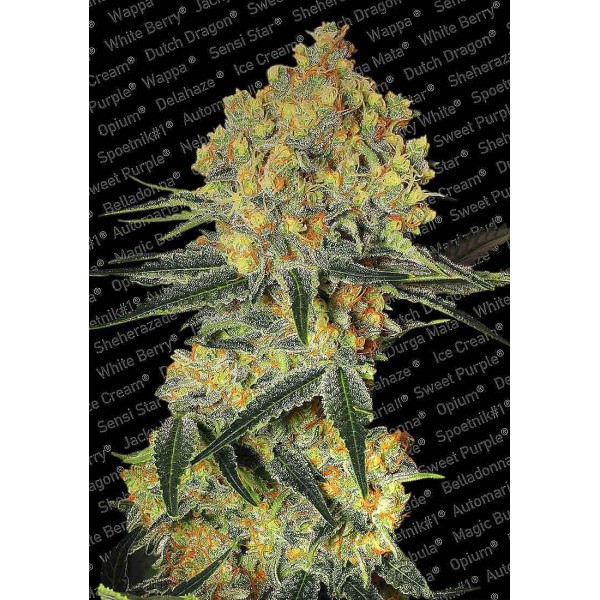 Auto Wappa da Greenhouse Seeds | Sementes Feminizadas